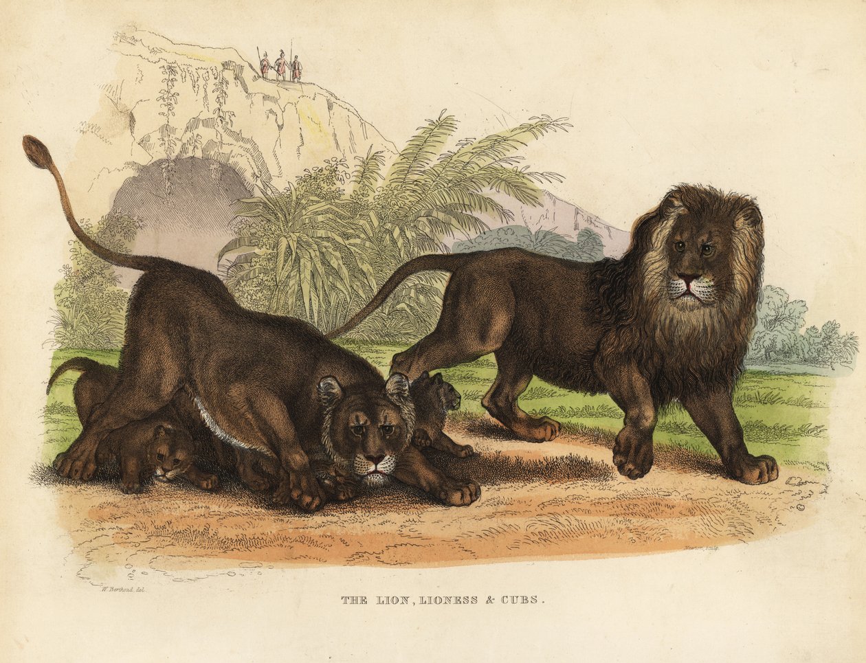 Lew, lwica i młode, Panthera leo. autorstwa William Smellie