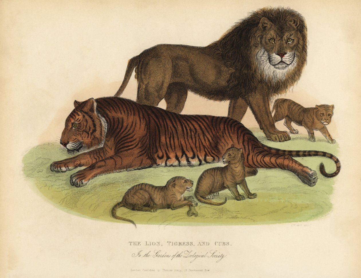 Lew, tygrysica i młode. autorstwa William Smellie