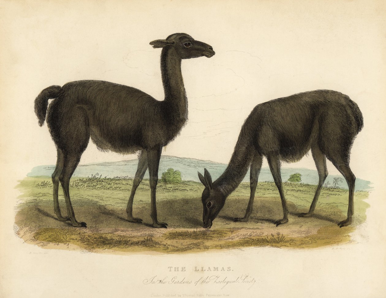 Lama, lama glama. autorstwa William Smellie