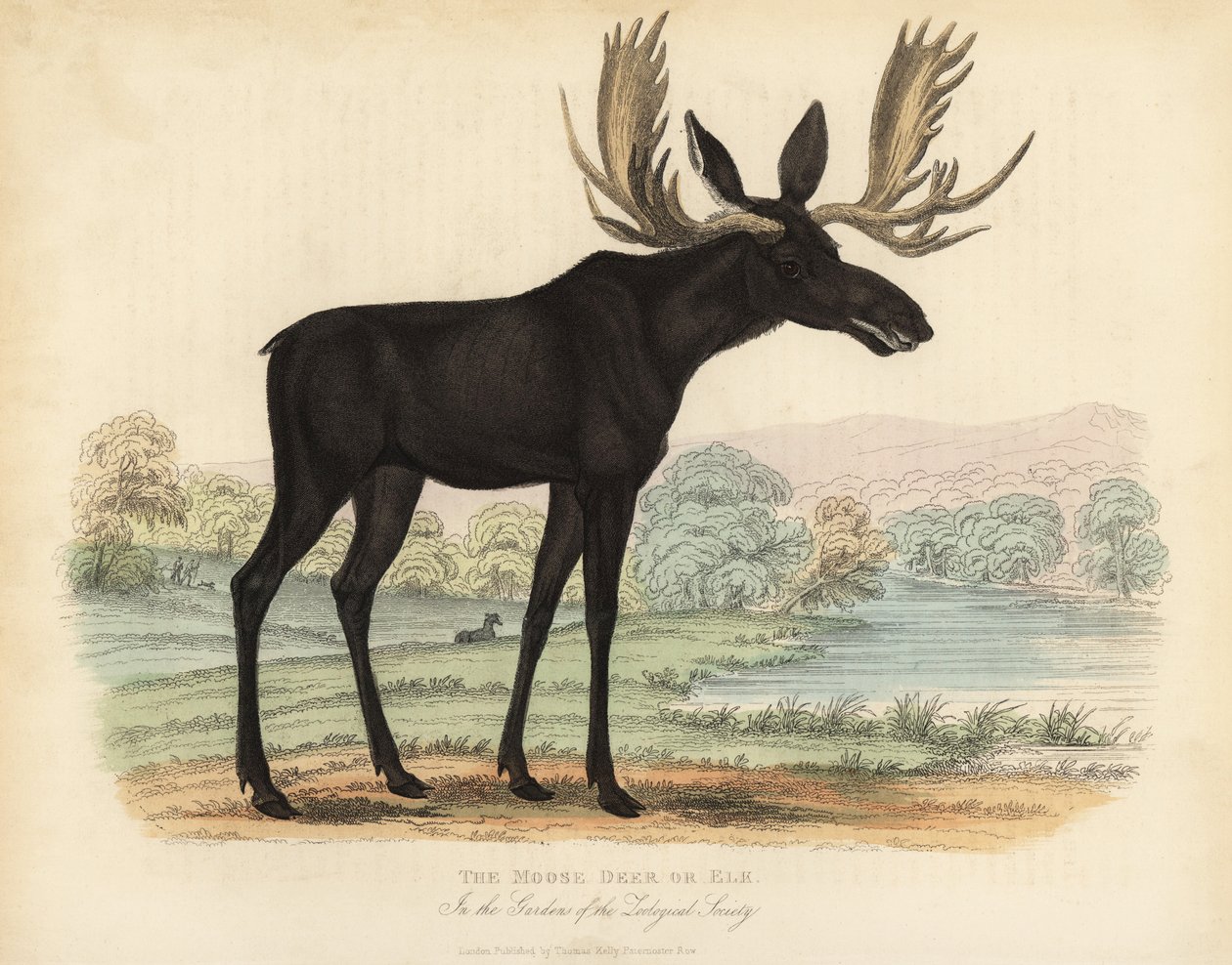 Łoś lub łoś, Alces alces. autorstwa William Smellie