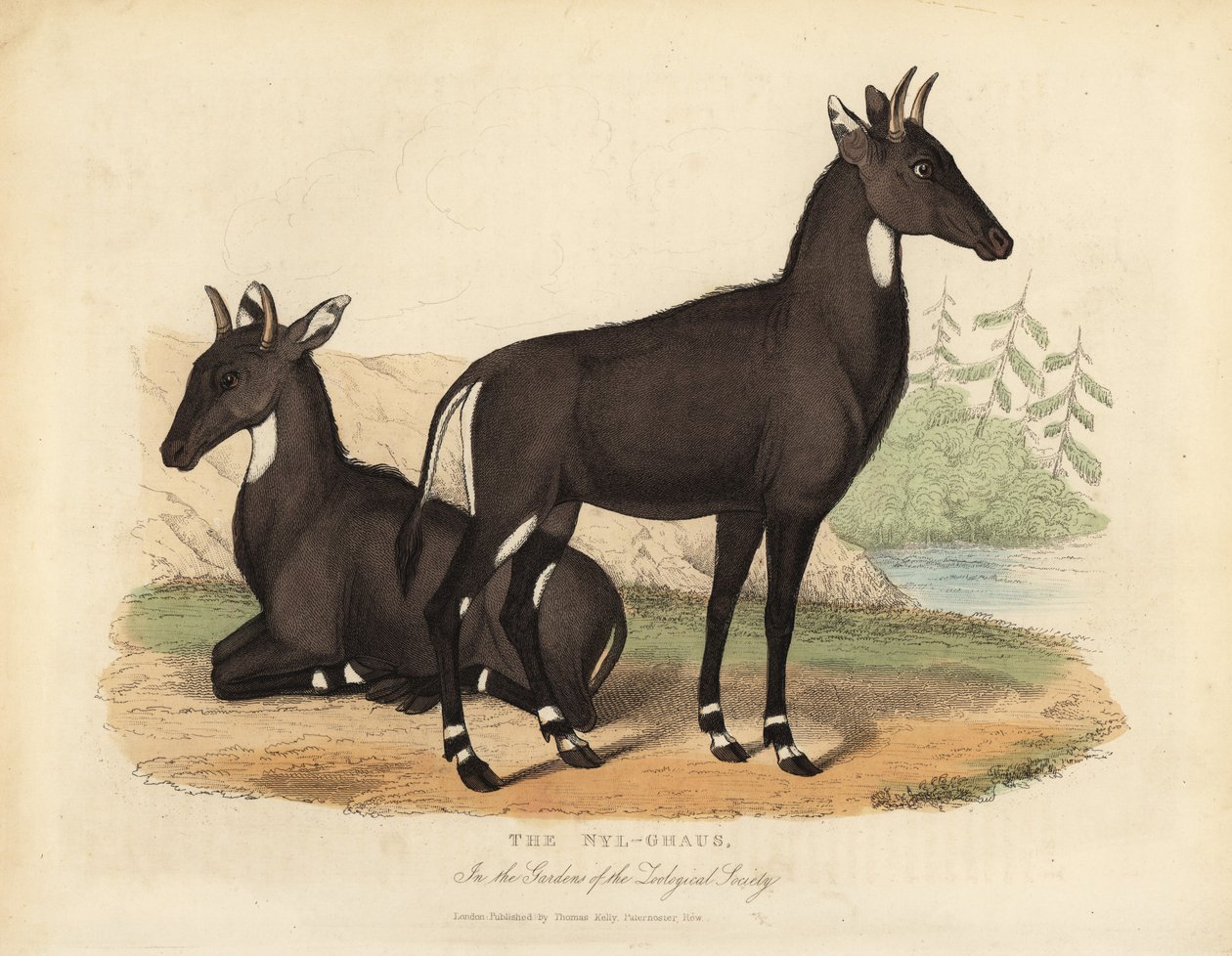 Nilgai lub blue bull, Boselaphus tragocamelus. autorstwa William Smellie