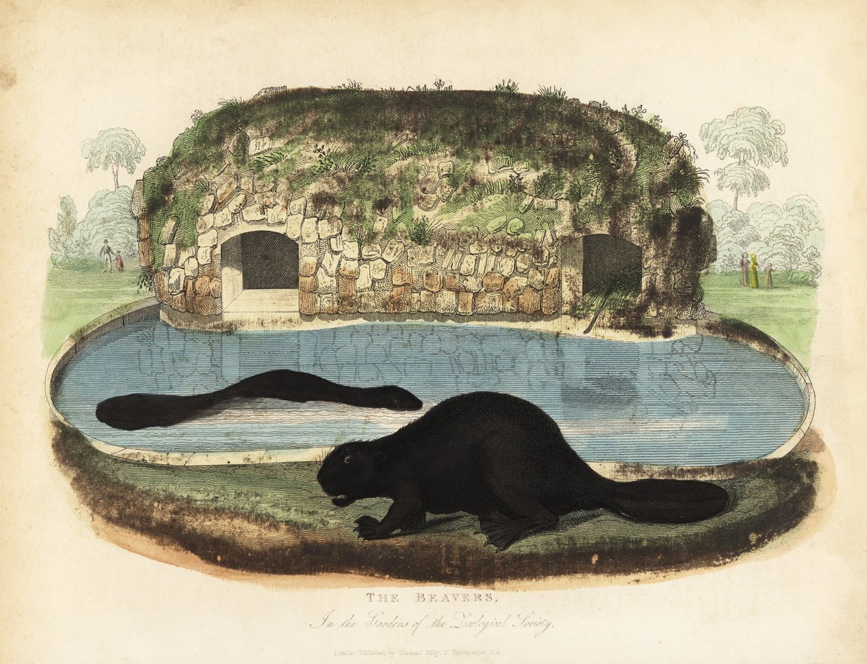 Bóbr północnoamerykański, Castor canadensis. autorstwa William Smellie
