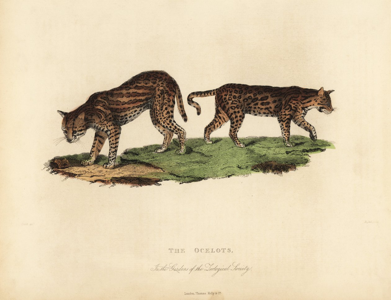 Ocelot, Lampart autorstwa William Smellie