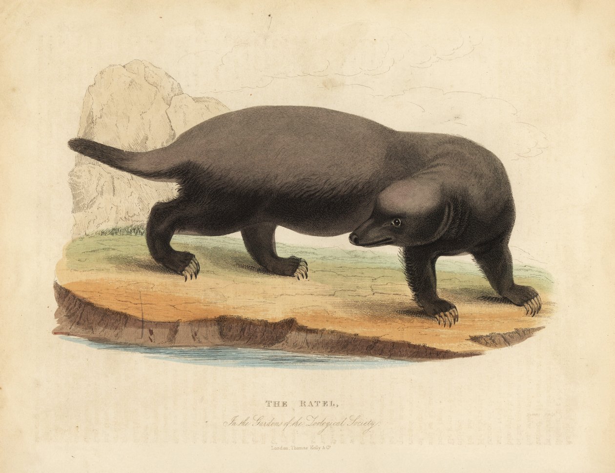 Ratel lub borsuk miodowy, Mellivora capensis. autorstwa William Smellie