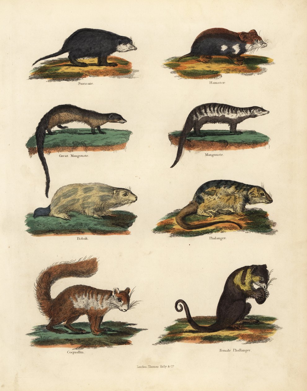 Gatunki gryzoni. autorstwa William Smellie