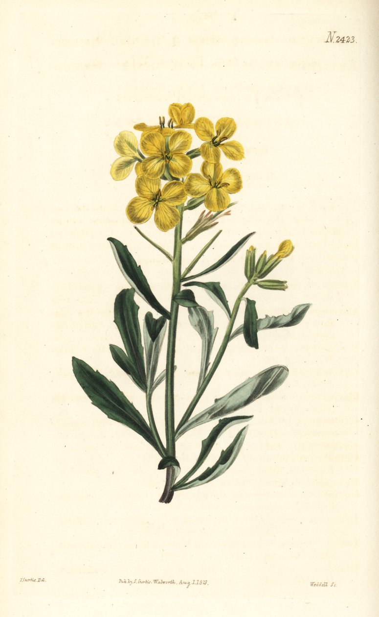 Pachnący lak, Erysimum odoratum (słodko pachnąca gorczyca alpejska, Erysium lanceolatum minus). Ręcznie barwiony miedzioryt autorstwa Weddella według ilustracji botanicznej autorstwa Johna Curtisa z magazynu botanicznego Williama Curtisa, Samuel Curtis, Lo autorstwa William Smellie