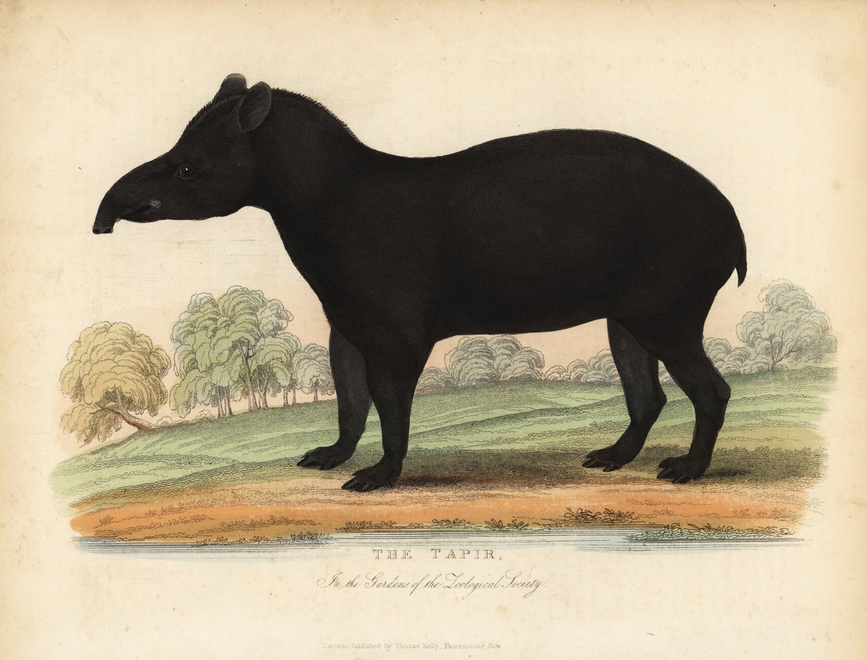 Tapir południowoamerykański, Tapirus terrestris, wrażliwy. autorstwa William Smellie
