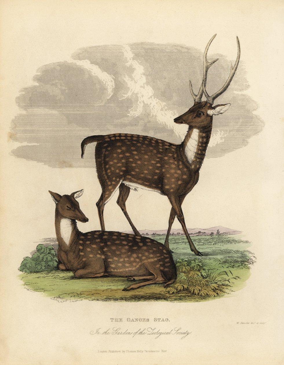 Jeleń bagienny lub lew, Rucervus duvaucelii. autorstwa William Smellie