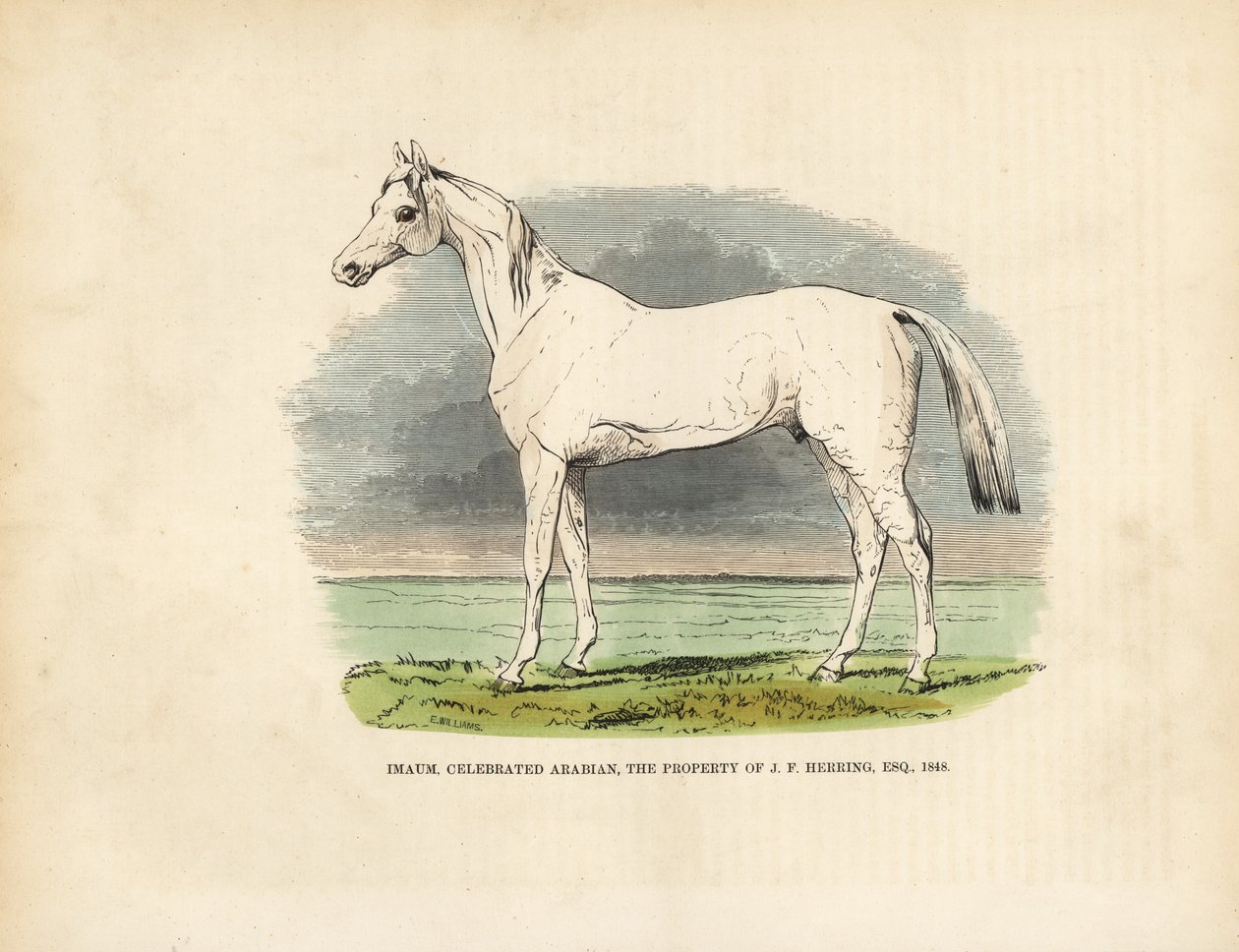 Rasowy koń arabski Imaum. autorstwa William Smellie