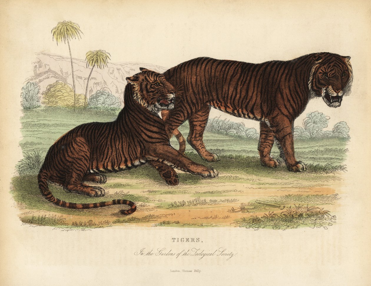 Tygrys, Panthera tigris, zagrożony. autorstwa William Smellie