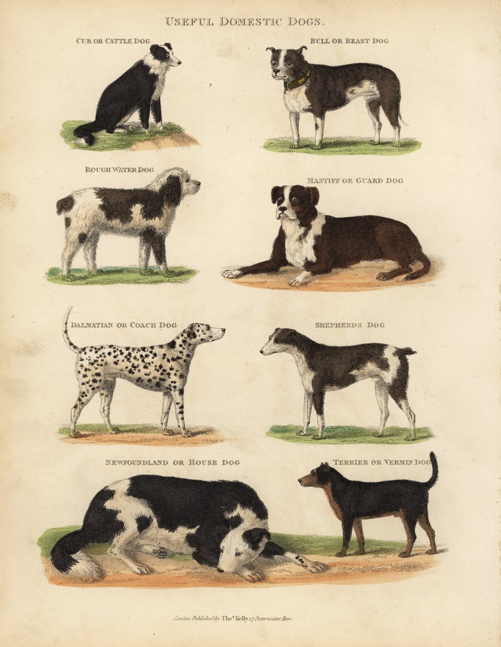 Przydatne psy domowe, Canis lupus familiaris. autorstwa William Smellie