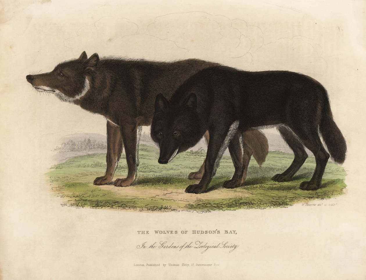 Wilki z Zatoki Hudsona, Canis lupus. autorstwa William Smellie