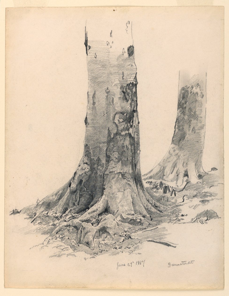 Rysunek, Pnie drzew, Darmstadt, 27 czerwca 1867 r. autorstwa William Trost Richards