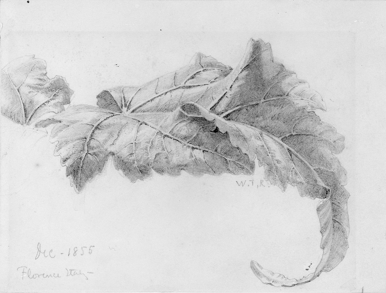 Liście autorstwa William Trost Richards