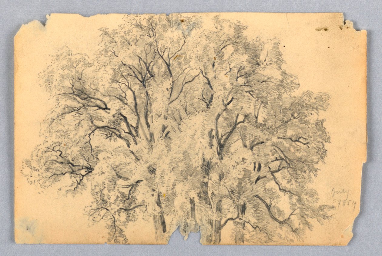 Badanie wiązu autorstwa William Trost Richards