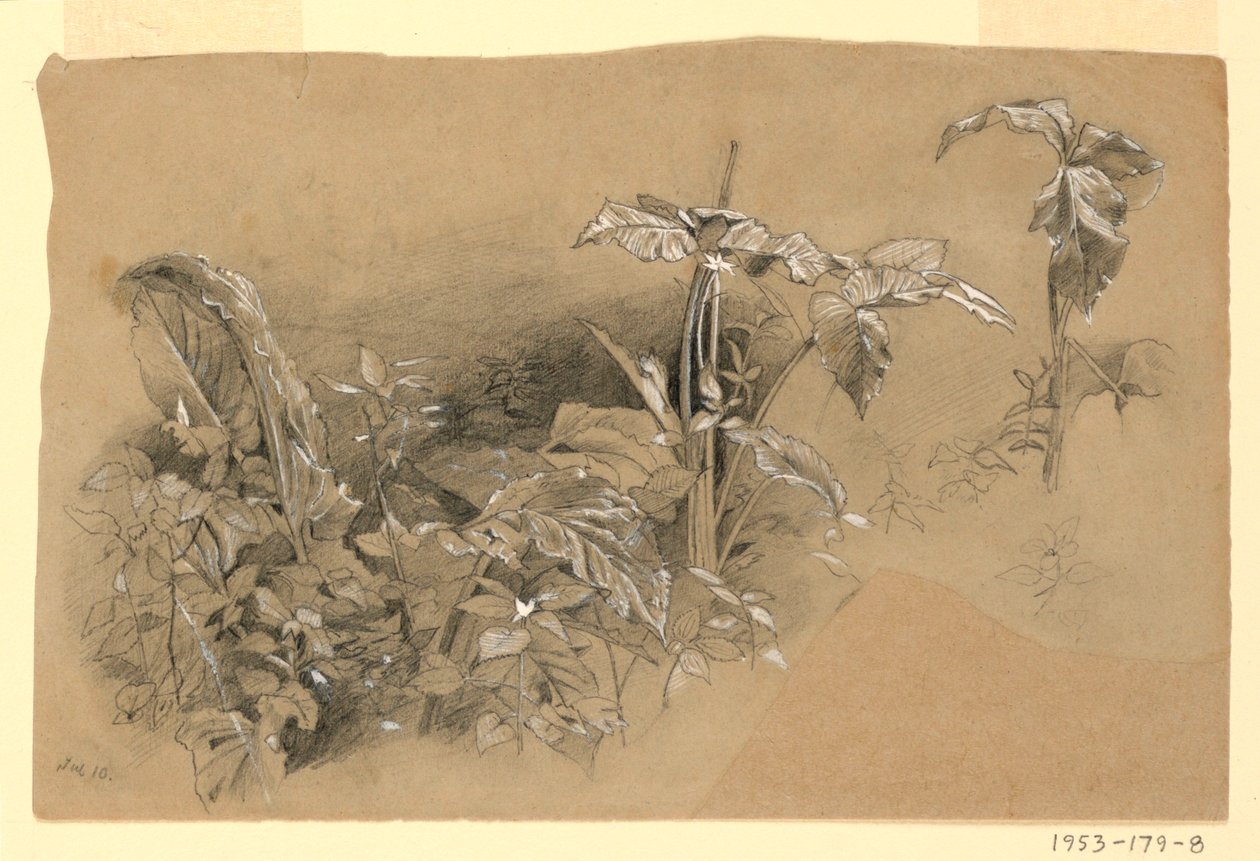 Badanie liści autorstwa William Trost Richards