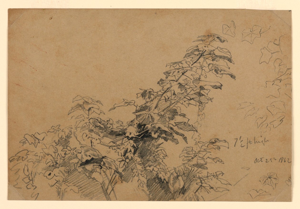 Badanie liści autorstwa William Trost Richards