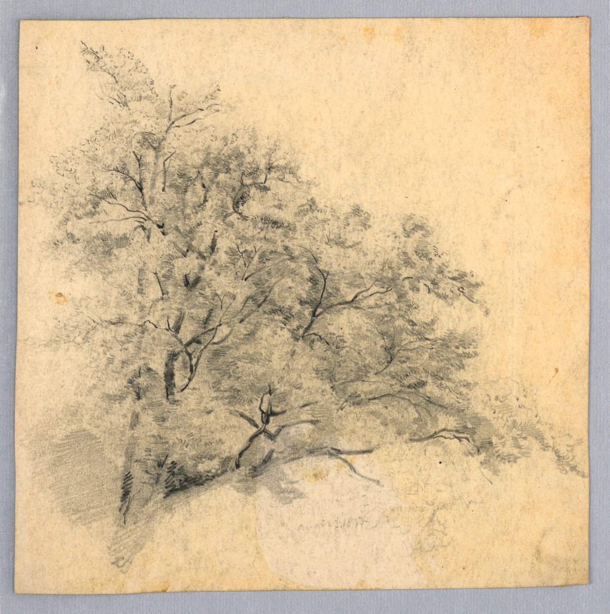 Badanie liści autorstwa William Trost Richards