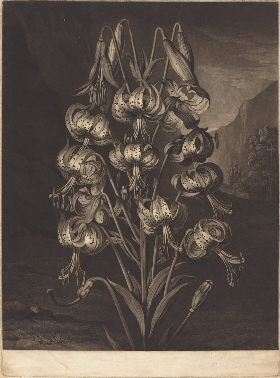 Wspaniała lilia autorstwa William Ward after Philip Reinagle