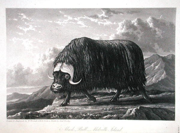 Musk Bull, Melville Island, z „Journal of a Voyage for the Discovery of North West Passage od Atlantyku do Pacyfiku wykonanego w latach 1819-20”, autorstwa Williama Edwarda Parry