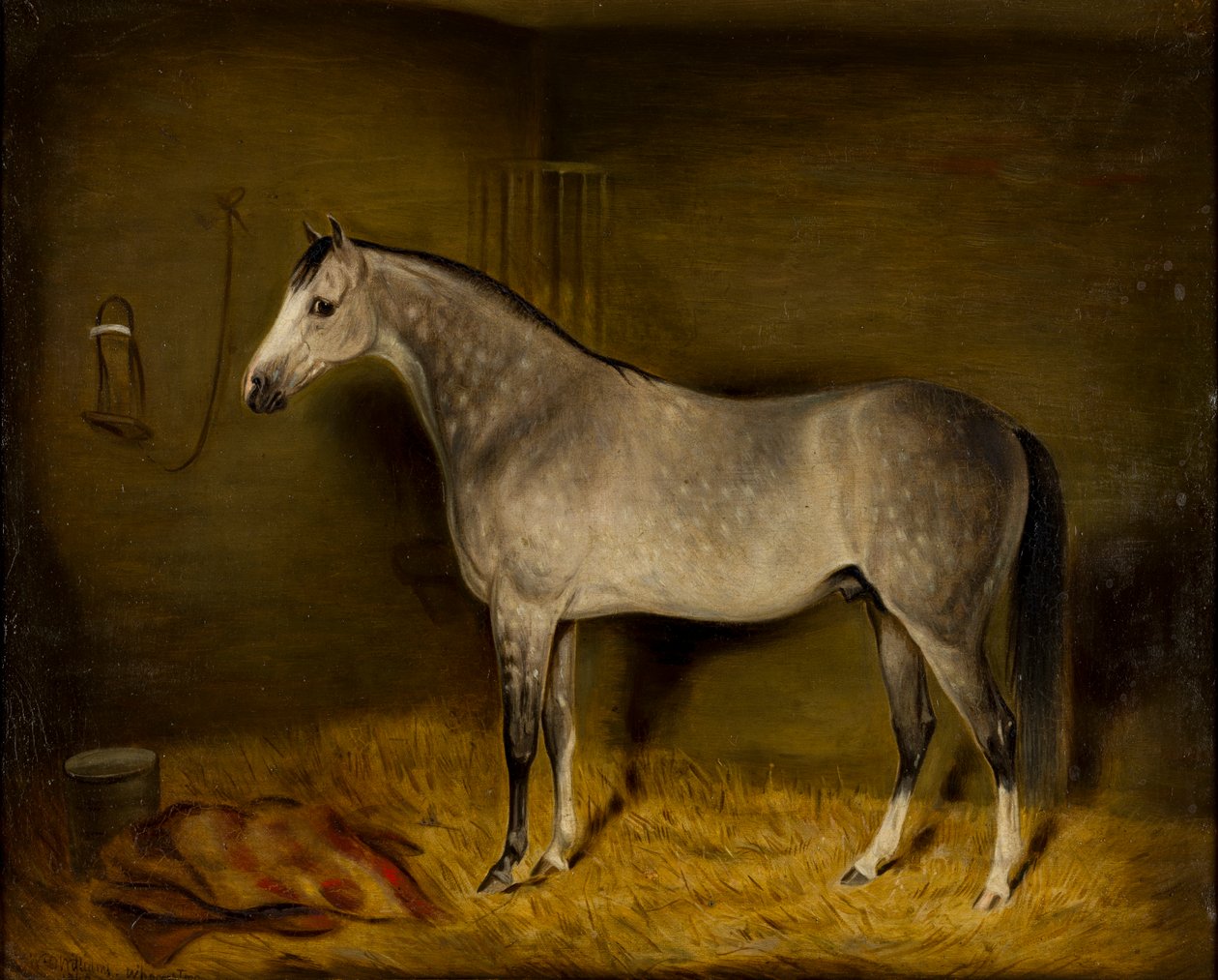 Koń arabski w luźnym pudełku, ok.1860 (olej na płótnie) autorstwa William Williams