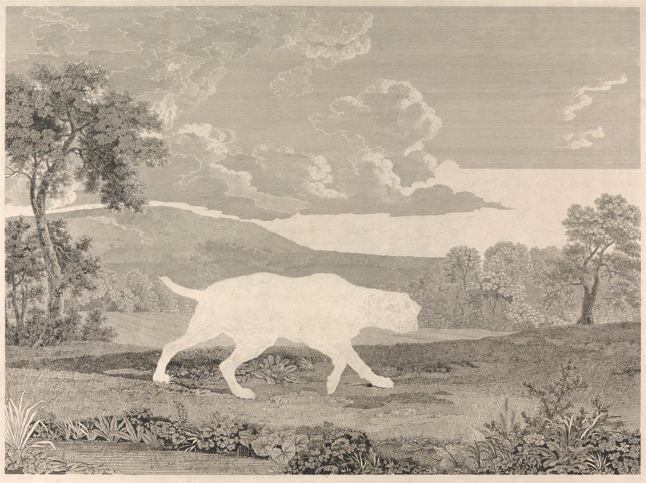 [Strzelanie] Wyżeł hiszpański autorstwa William Woollett