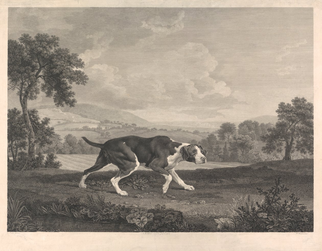 Hiszpański wskaźnik autorstwa William Woollett
