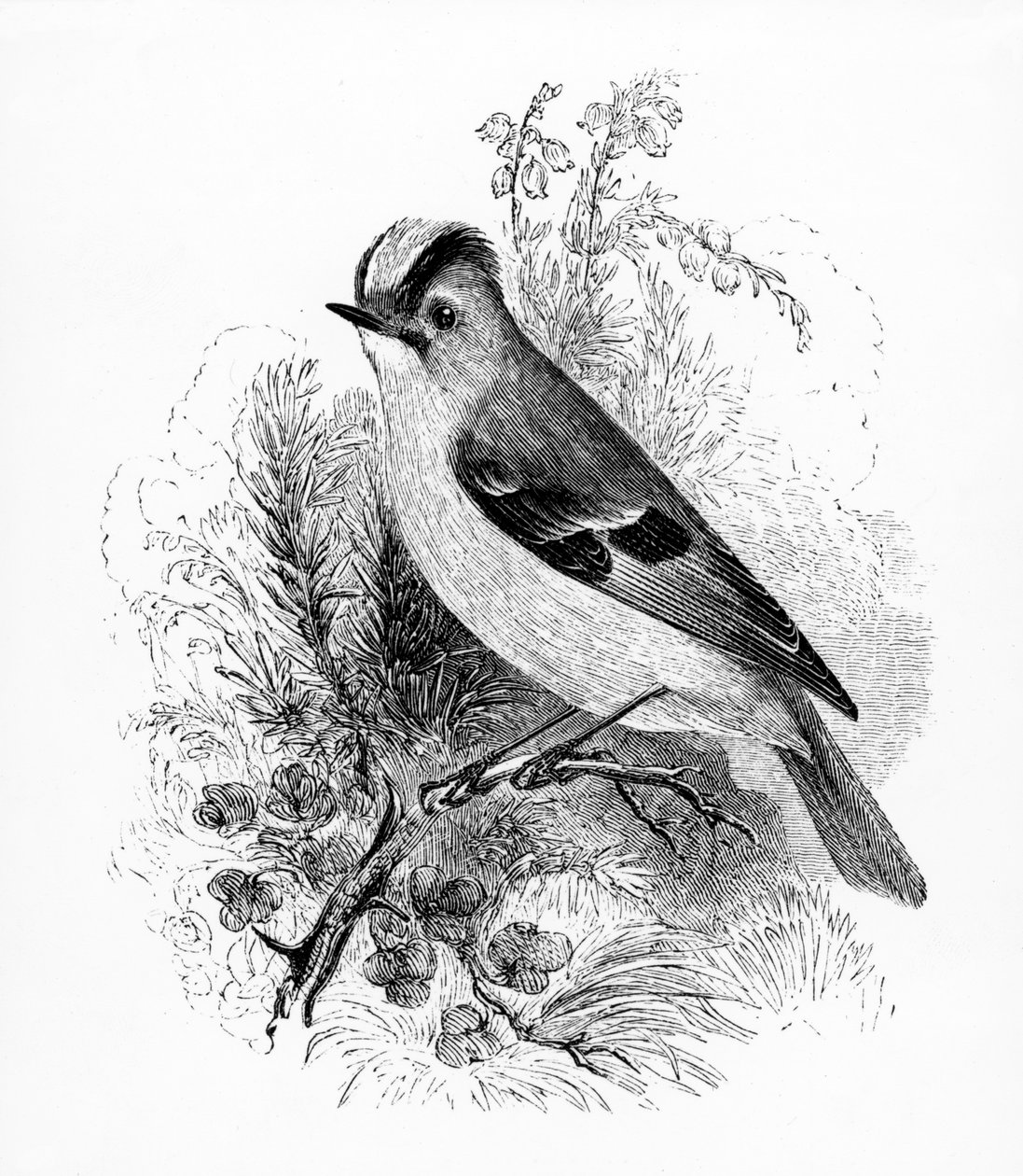 Regulus Golden Crested, ilustracja z „Historii ptaków brytyjskich” Williama Yarrella, opublikowana po raz pierwszy w 1843 r. autorstwa William Yarrell