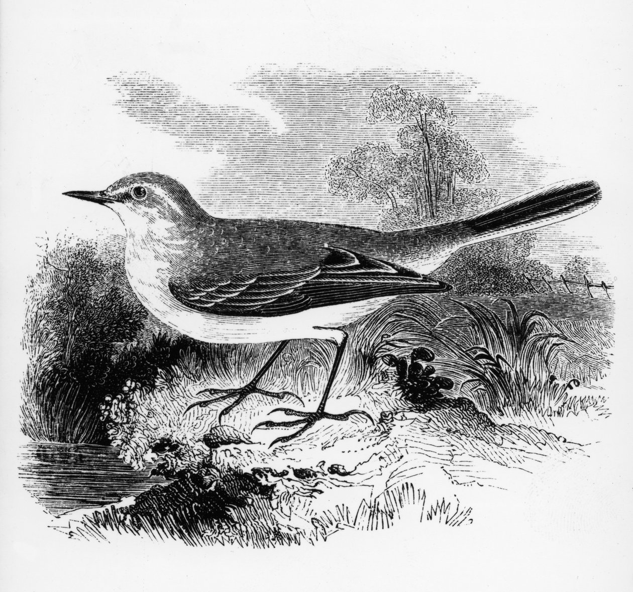 Pliszka górska, ilustracja z "A History of British Birds" Williama Yarrella, opublikowana po raz pierwszy w 1843 r. autorstwa William Yarrell