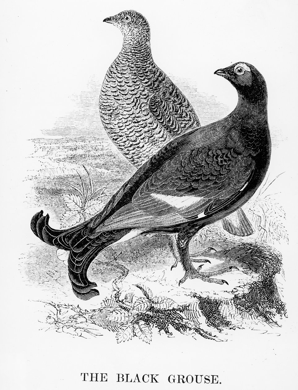 Cietrzew, ilustracja z „Historii ptaków brytyjskich” Williama Yarrella, opublikowana po raz pierwszy w 1843 r. autorstwa William Yarrell