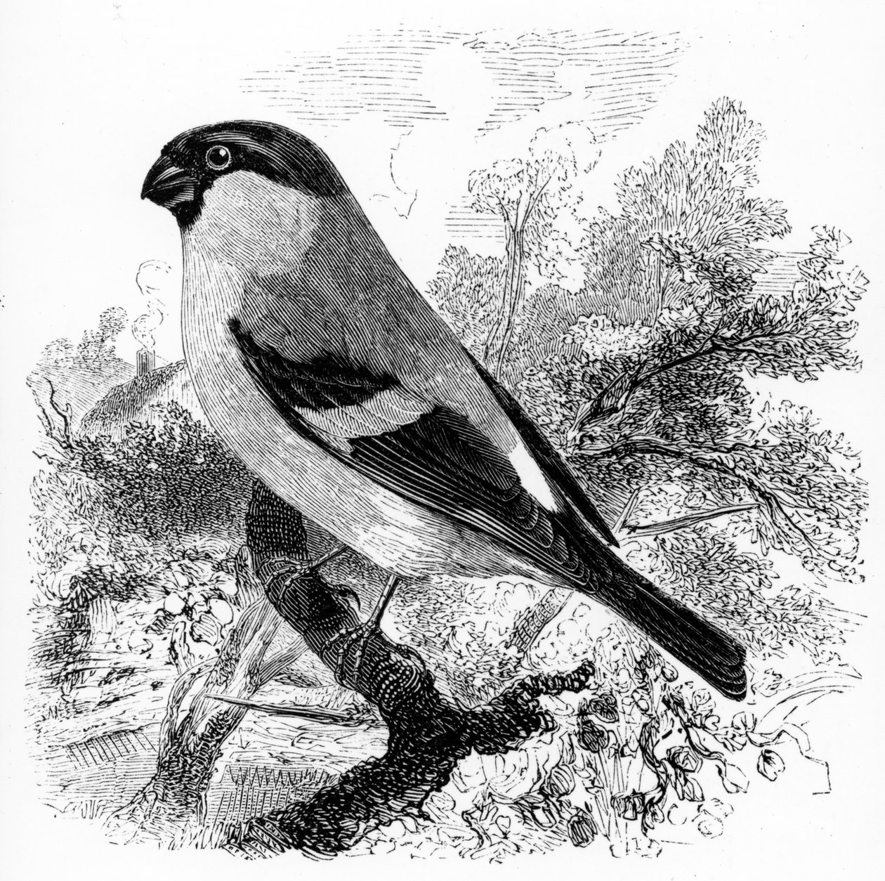 Bullfinch, ilustracja z „Historii ptaków brytyjskich” Williama Yarrella, opublikowana po raz pierwszy w 1843 r. autorstwa William Yarrell