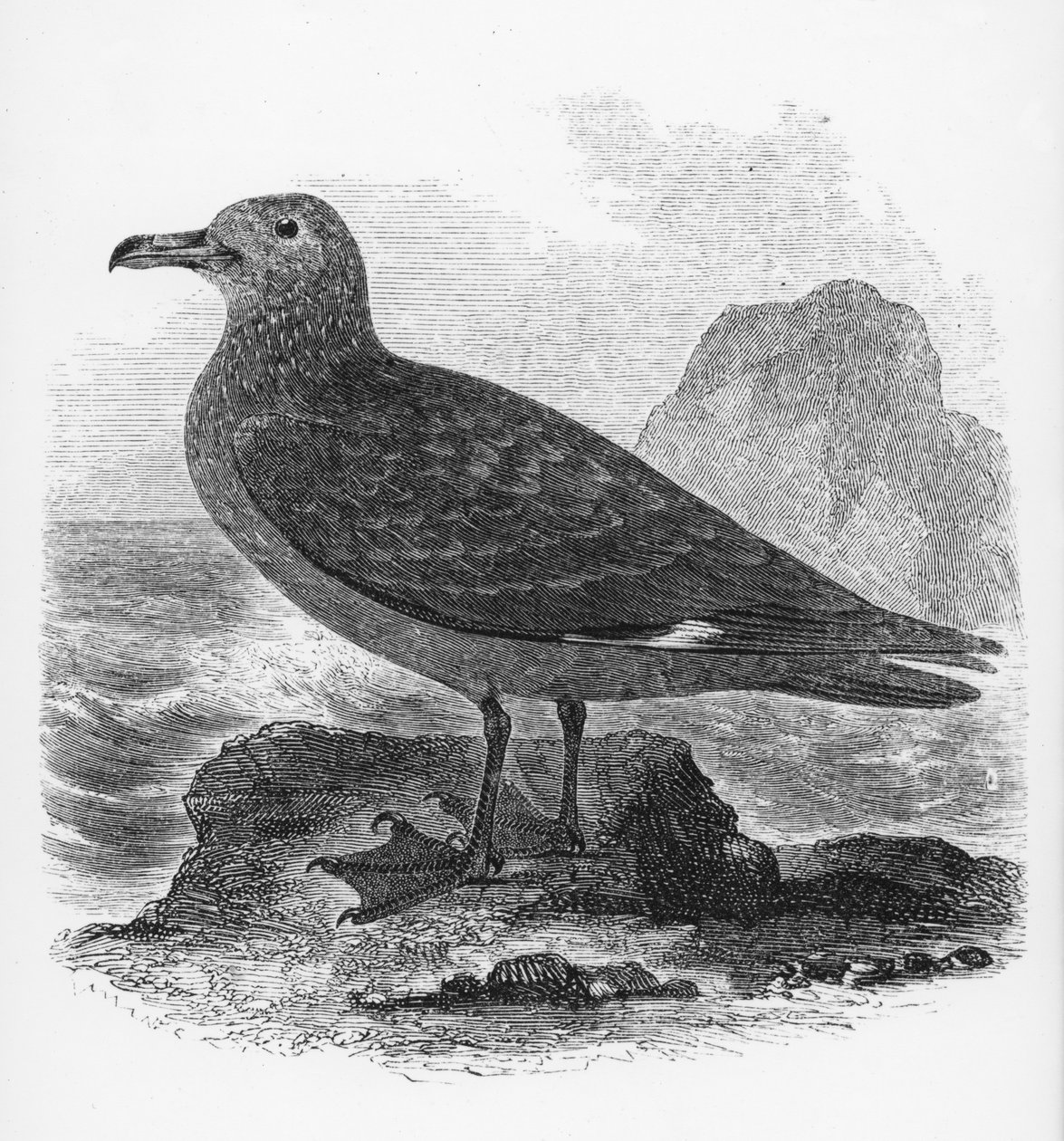 „The Common Skua“, iliustracija iš Williamo Yarrello „Britų paukščių istorijos“, pirmą kartą išleista 1843 m. autorstwa William Yarrell