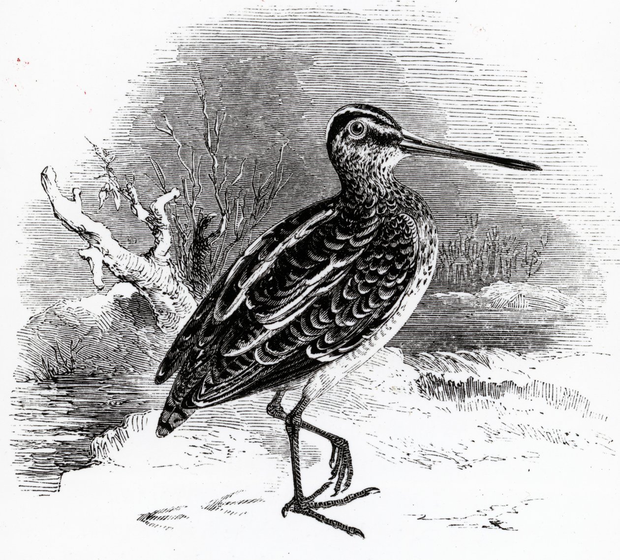 The Common Snipe, ilustracja z „Historii ptaków brytyjskich” Williama Yarrella, opublikowana po raz pierwszy w 1843 r. autorstwa William Yarrell
