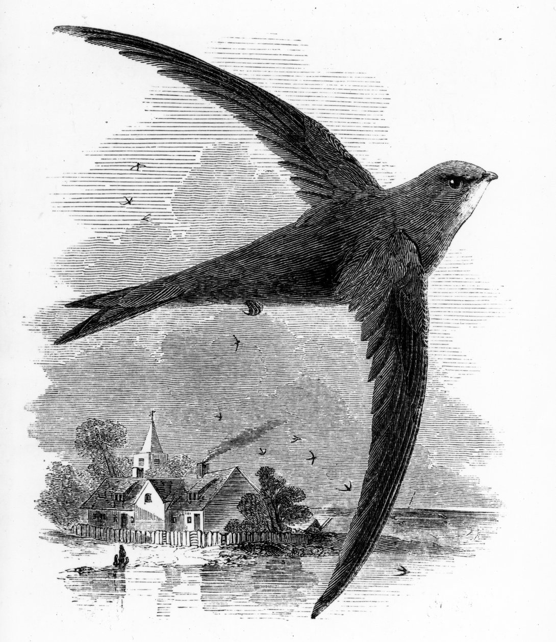 Jerzyk pospolity, ilustracja z "Historii ptaków brytyjskich" Williama Yarrella, opublikowanej po raz pierwszy w 1843 r. autorstwa William Yarrell