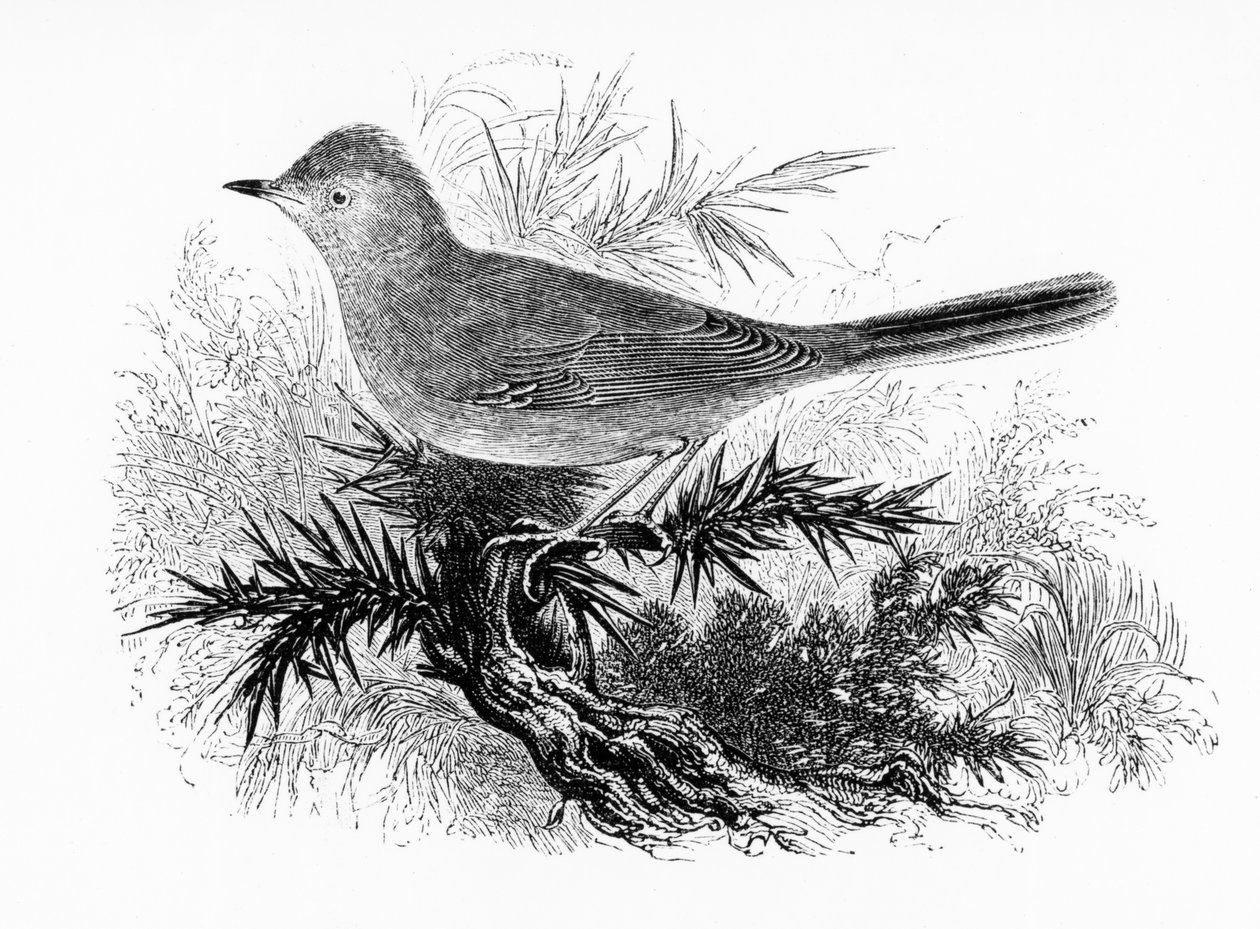 The Dartford Warbler, ilustracja z „Historii ptaków brytyjskich” Williama Yarrella, opublikowana po raz pierwszy w 1843 r. autorstwa William Yarrell