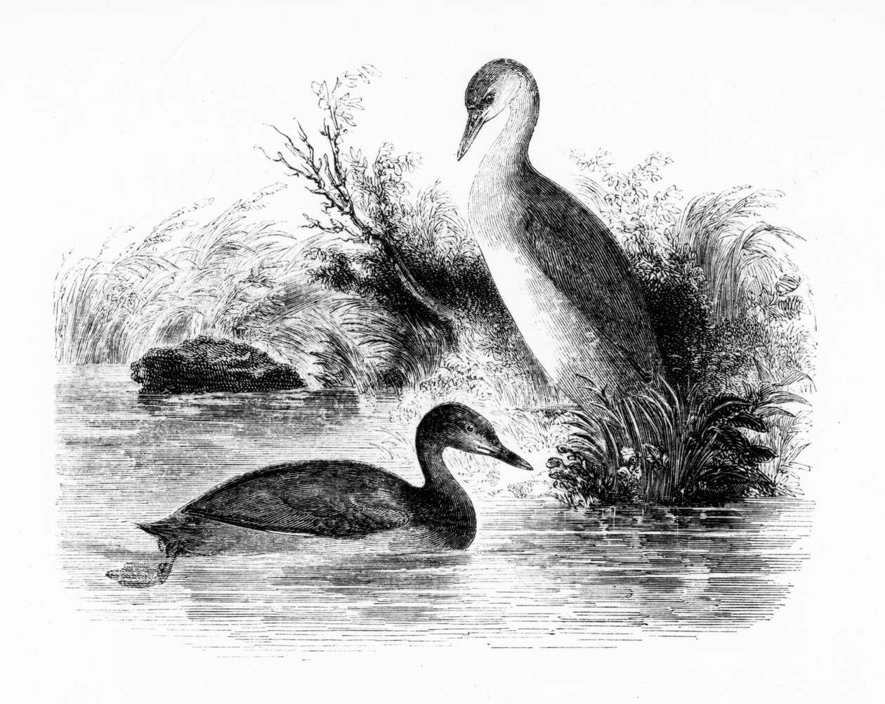 Mały perkoz lub Dabchick, ilustracja z „Historii ptaków brytyjskich” Williama Yarrella, opublikowana po raz pierwszy w 1843 r. autorstwa William Yarrell