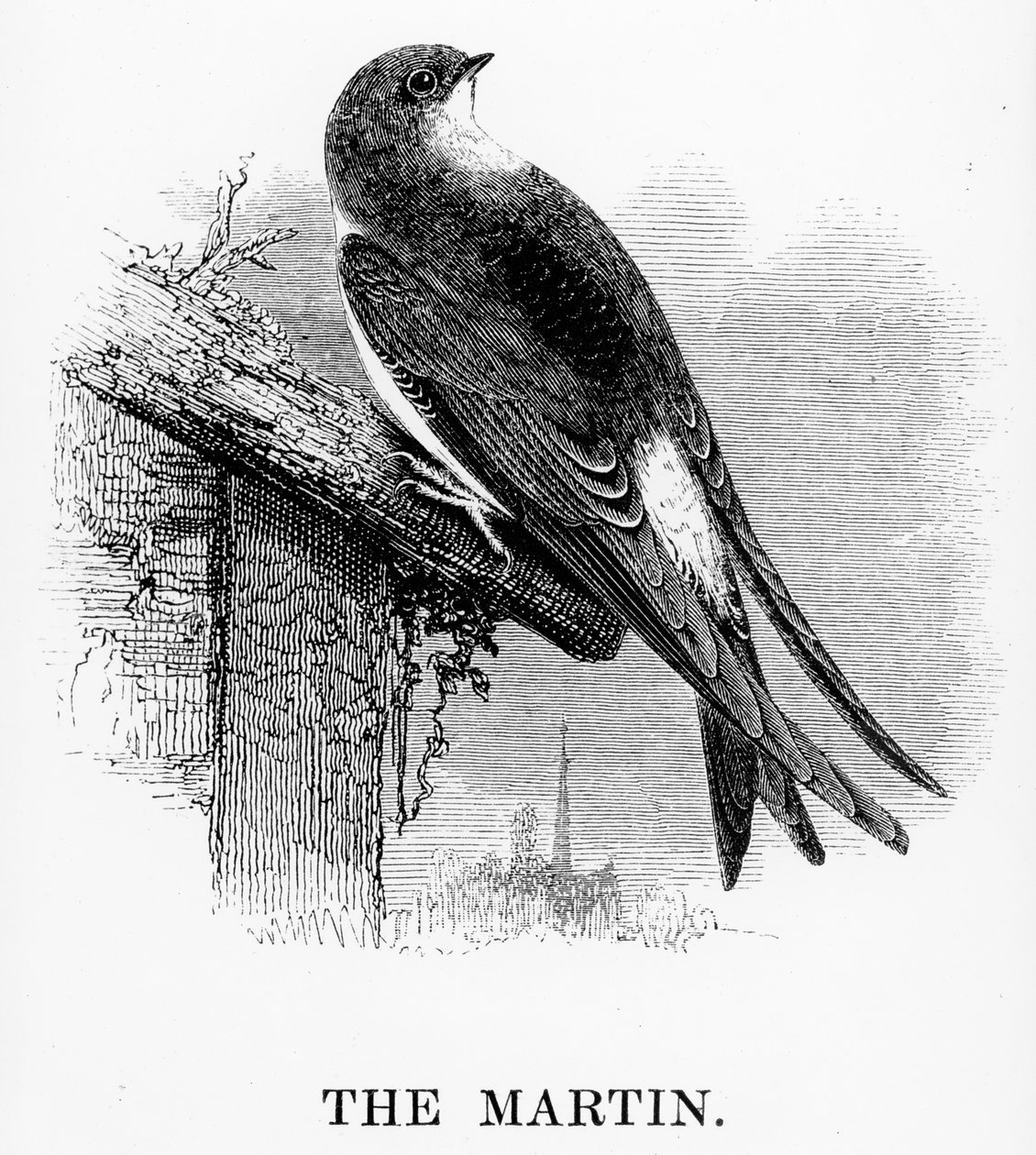 Martin, ilustracja z „Historii ptaków brytyjskich” Williama Yarrella, opublikowana po raz pierwszy w 1843 r. autorstwa William Yarrell
