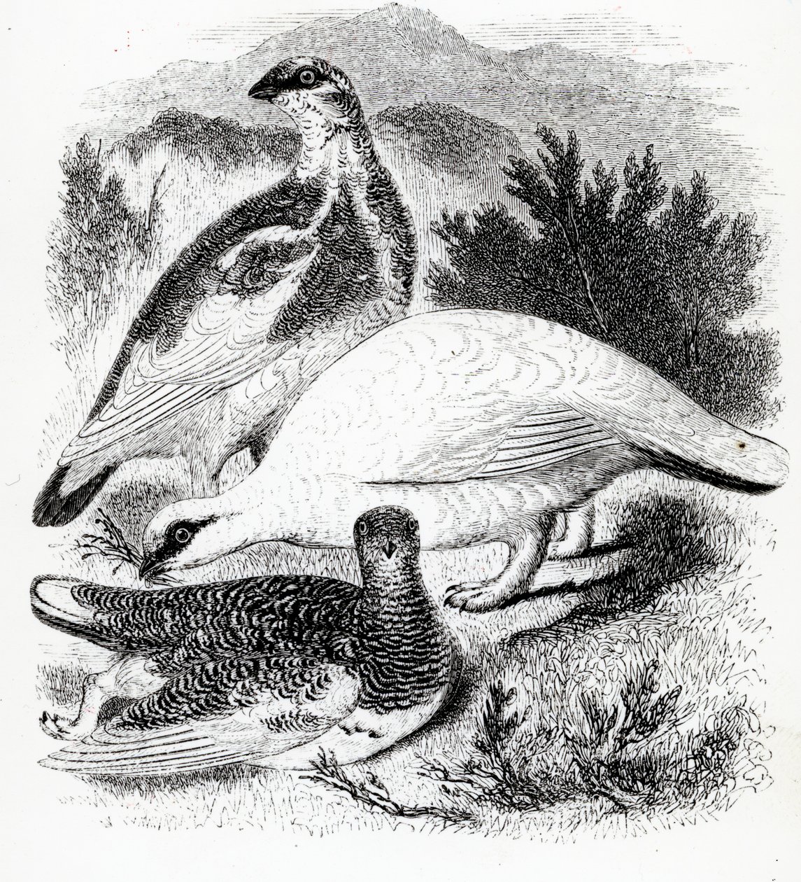 Ptarmigan, ilustracja z „Historii ptaków brytyjskich” Williama Yarrella, opublikowana po raz pierwszy w 1843 r. autorstwa William Yarrell