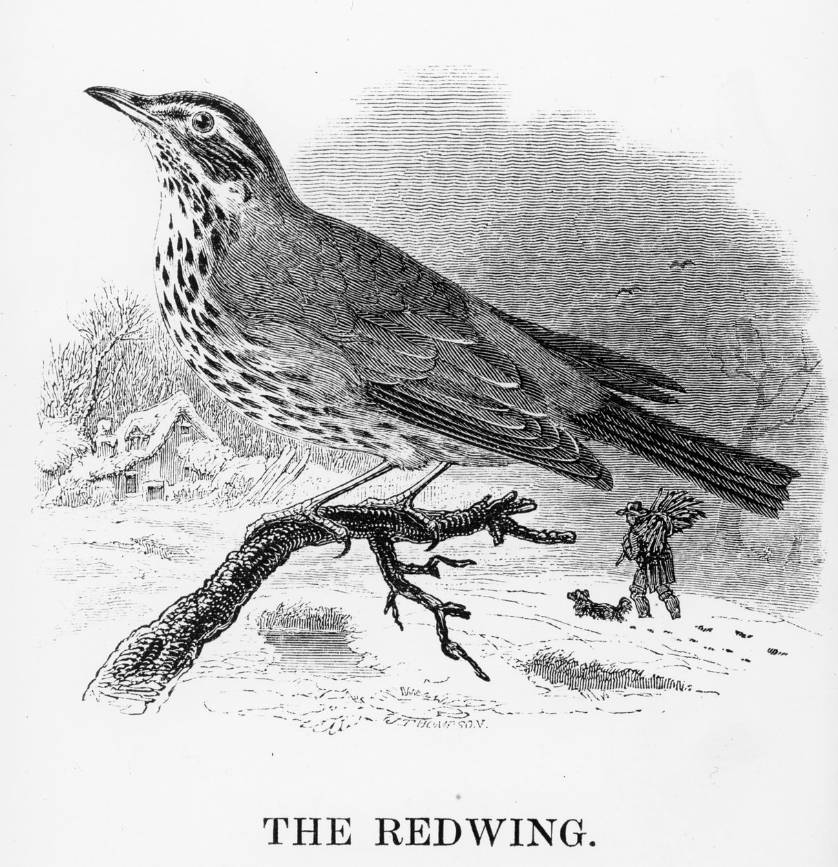 The Redwing, ilustracja z „Historii ptaków brytyjskich” Williama Yarrella, opublikowana po raz pierwszy w 1843 r. autorstwa William Yarrell