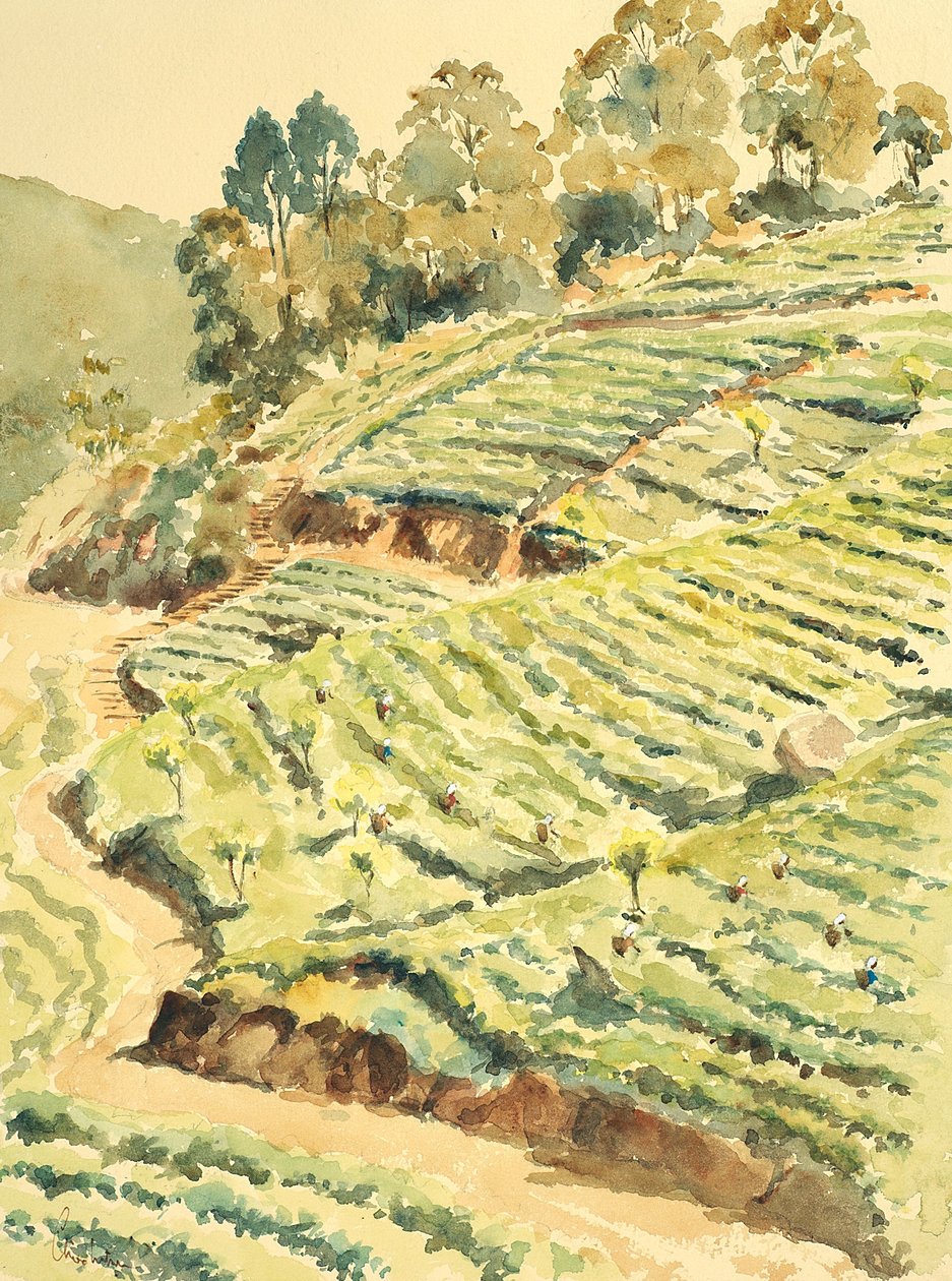 727 zbieraczy herbaty, Glenmore autorstwa Wilson Clive