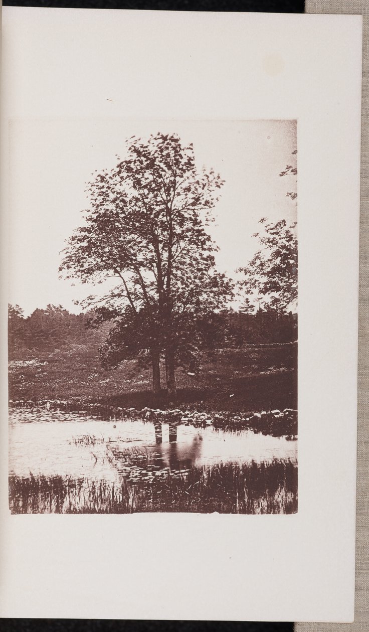 Jesiony na brzegu Turtle Pond w Beverly autorstwa Wilson Flagg