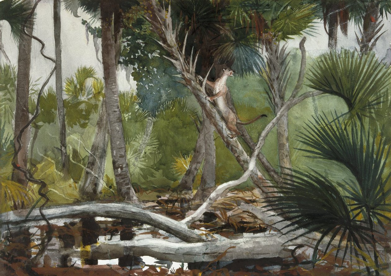 W dżungli na Florydzie autorstwa Winslow Homer
