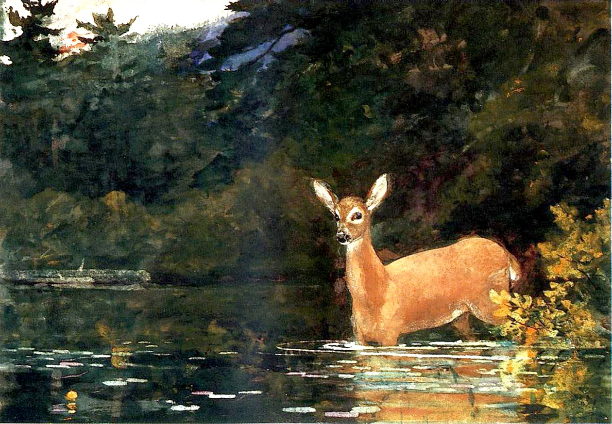 Łania, 1889 autorstwa Winslow Homer