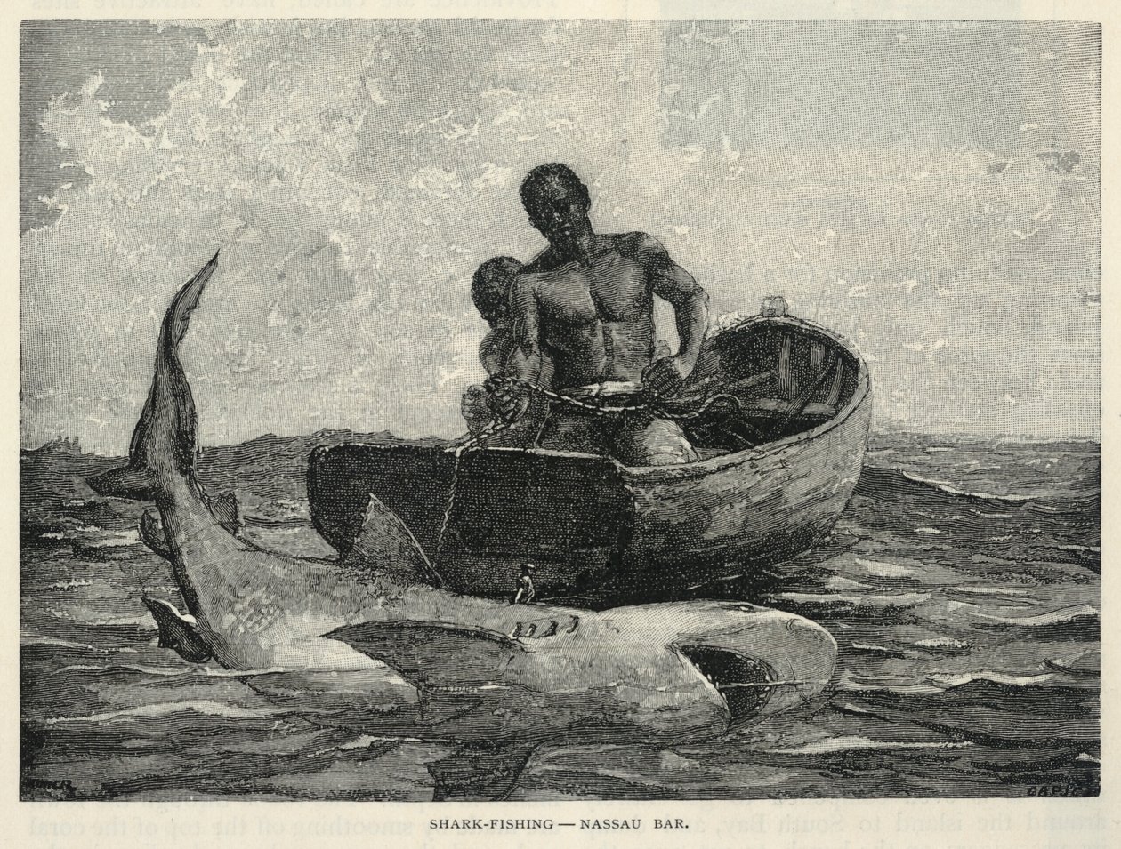Handlarz, brama Nassau, łowienie rekinów - bar Nassau, z magazynu The Century, luty 1887 r. autorstwa Winslow Homer