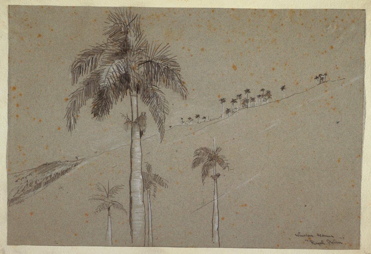 Rysunek, Royal Palm, Kuba, 1885 r. autorstwa Winslow Homer