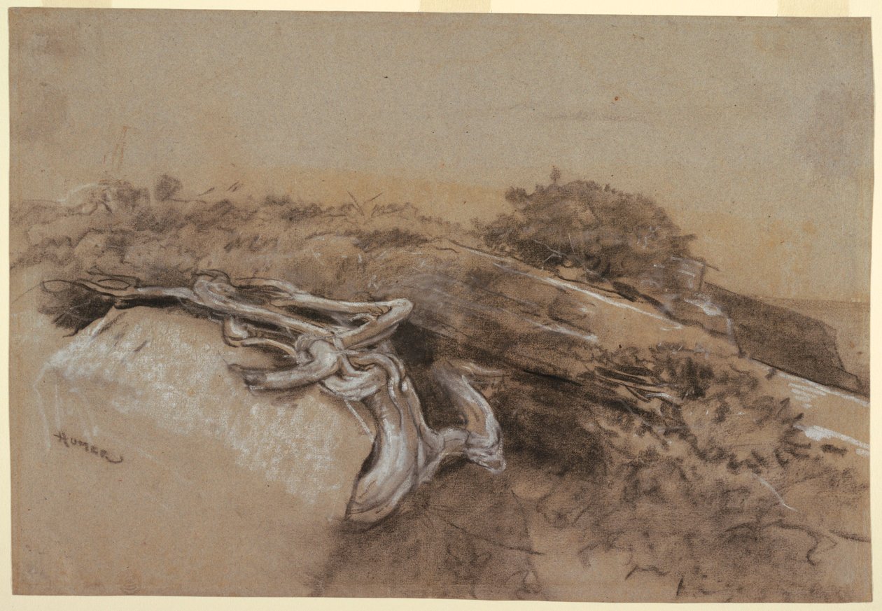 Rysunek, Studium korzeni drzew, Prout
