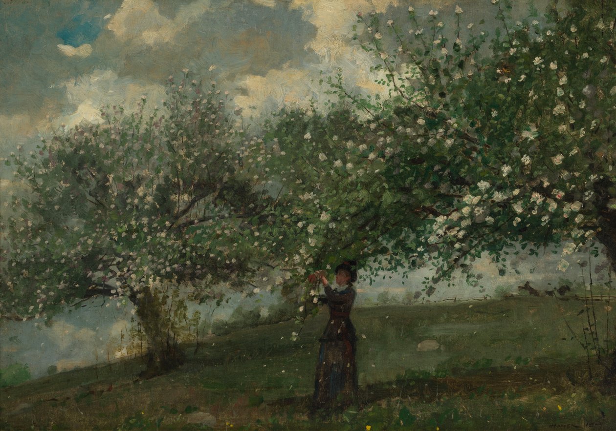 Dziewczyna zbierająca kwiaty jabłoni autorstwa Winslow Homer