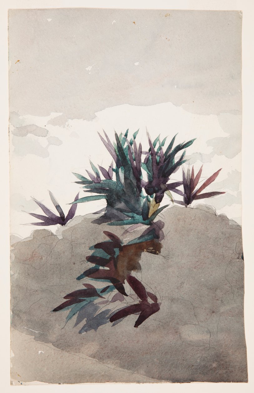 Wzgórze z kępami Maguey autorstwa Winslow Homer