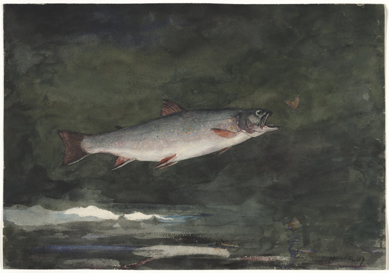 Skaczący pstrąg autorstwa Winslow Homer