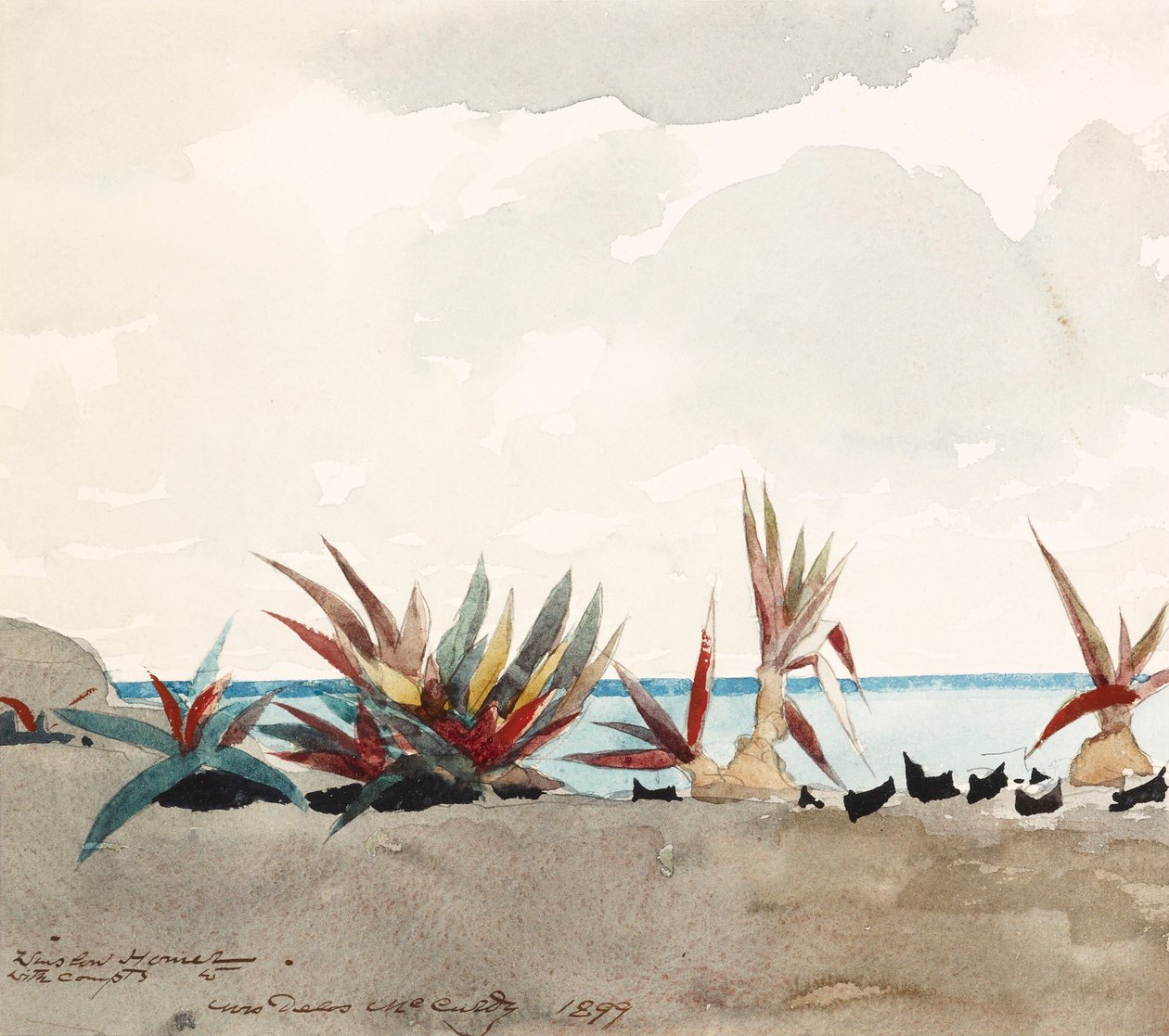 Plaża Nassau z agawami autorstwa Winslow Homer